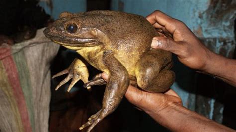 How Big Can Frogs Get The Truth Behind Giant Species