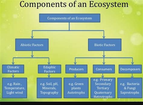 biotic and abiotic flow chart - Brainly.in