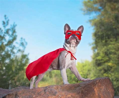 Image result for Testosterone LabCorp