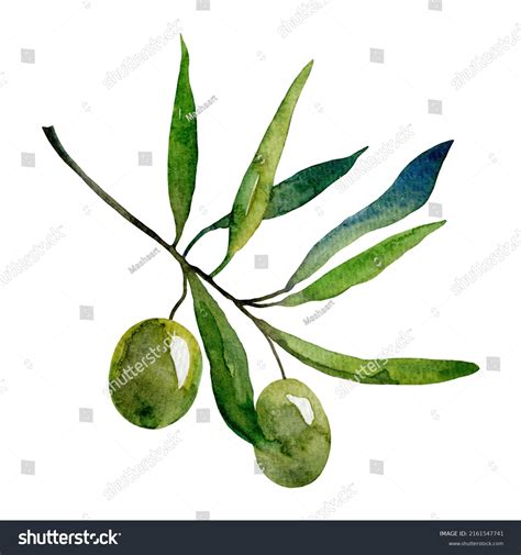 녹색 올리브 가지의 수채화 절편 스톡 일러스트 2161547741 | Shutterstock