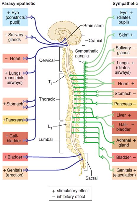 Dysautonomia Symptoms