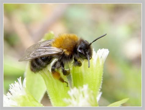 Galerie » Blanokřídlí (Hymenoptera)