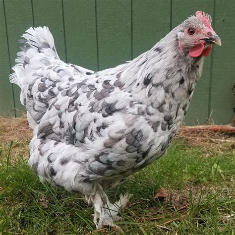 Pullet: Blue Splash Marans, Shipping week of 06/12/2023 - My Pet Chicken
