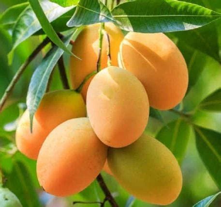 BANAGANPALLI MANGO FURIT PLANTE( Grafting ) – Haven plant