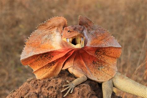The Enigmatic Frilled Dragon Lizard: Unveiling the Wonder of Australia ...