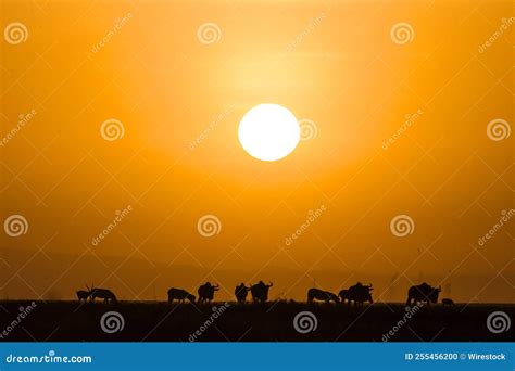 Beautiful Golden Sunset Over the Silhouettes of the Wildebeests in Serengeti National Park ...