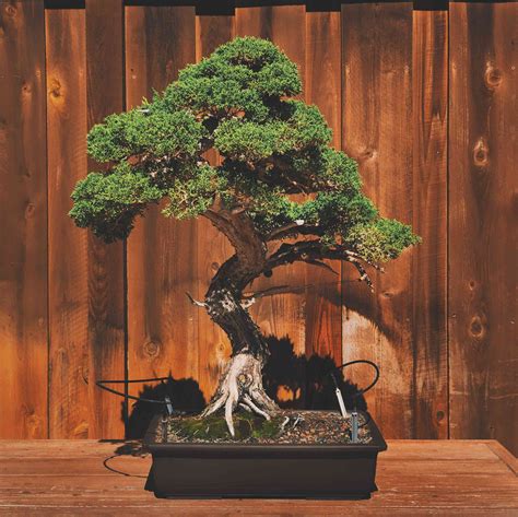 Bonsai Trees: The Art of Miniature Gardening
