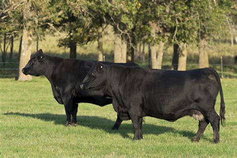 Facts About Angus Cows | Animals - mom.me