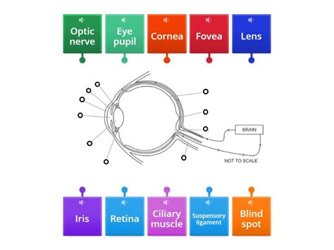 Image result for Visual Inspection Eye Structure Labeled