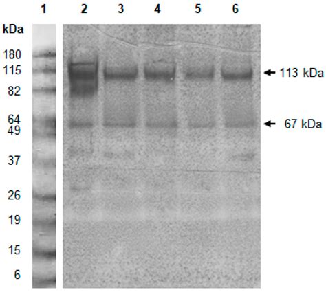 Development of Indirect Competitive Enzyme-Linked Immunosorbent Assay ...