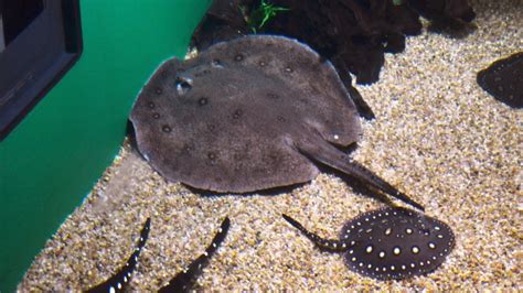 List of 9 Most Expensive Aquarium Fish in the World in 2025: Ranked
