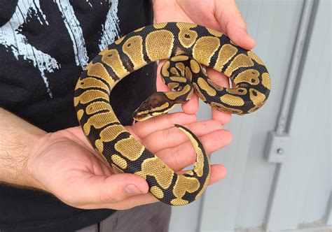 Normal Ball Python 的图像结果