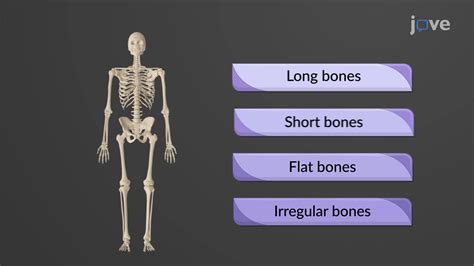Image result for Human Bones Classification and Exaplain There Functions