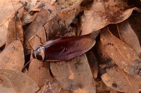 PMU: GHP Masters with optional state exam, March 26-28, 2025, UF IFAS ...