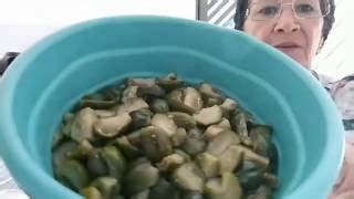 CONSERVA DE JILÓ – PASSO A PASSO | Cantinho do Video Vídeos de Culinária