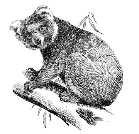 Free koala bear clip art black and white, Download Free koala bear clip ...