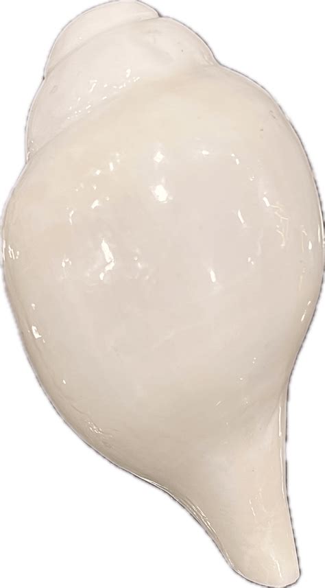 Buy White Conch Shell Online | SKAC