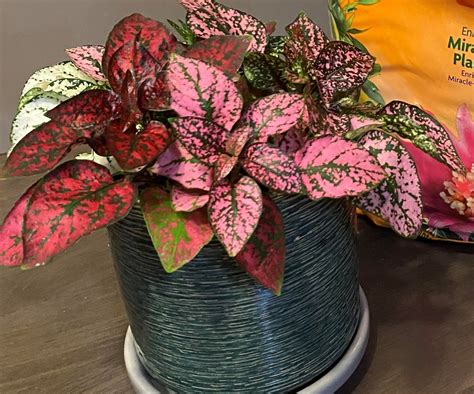 How To Care For Polka Dot Plant - Plant Ideas