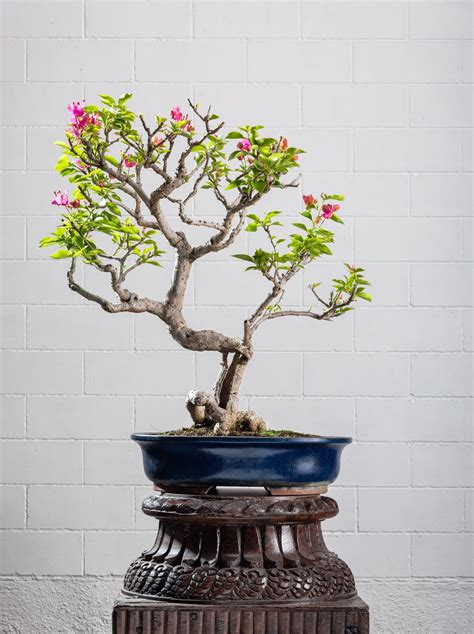 Statement Bonsai – SURUP BONSAI