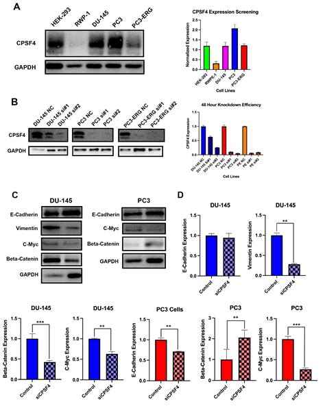Cleavage and Polyadenylation-Specific Factor 4 (CPSF4) Expression Is ...