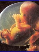 胚胎 的图像结果