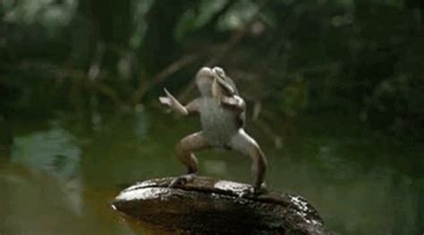 Image result for Frog Jumping Backwards Meme