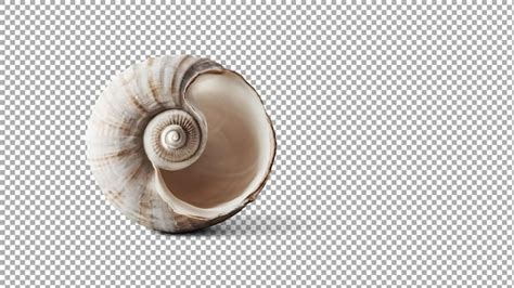 Image result for Shell Animation No Background