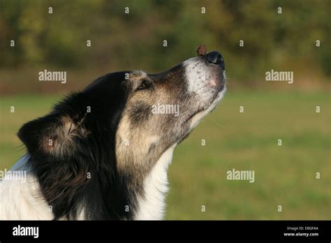 Border Collie Trick Training 的图像结果