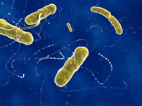 Ehec-Infektionen in belgischen Seniorenheimen - mehrere Tote