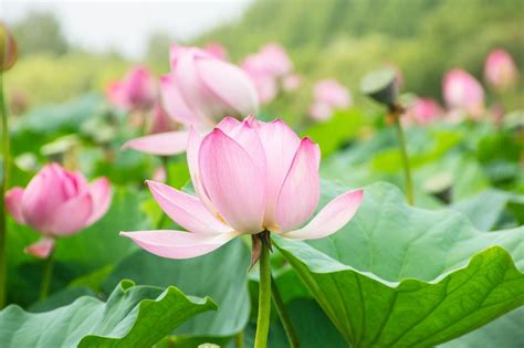 How to Grow Lotus Flower at Home | A Quick Guide