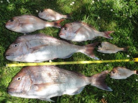 The Reel Thing Fishing Charters (Melbourne) - 2022 What to Know Before ...