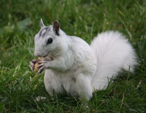 Most Common Animal In North Carolina at Chelsea Fick blog