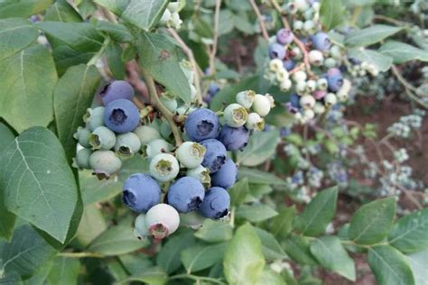 蓝莓长在地里还是树上,(第4页)_大山谷图库