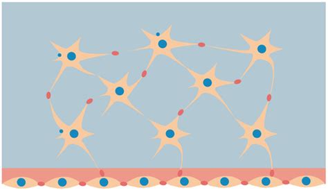 Bone Remodeling Process Based on Hydrostatic and Deviatoric Strain ...