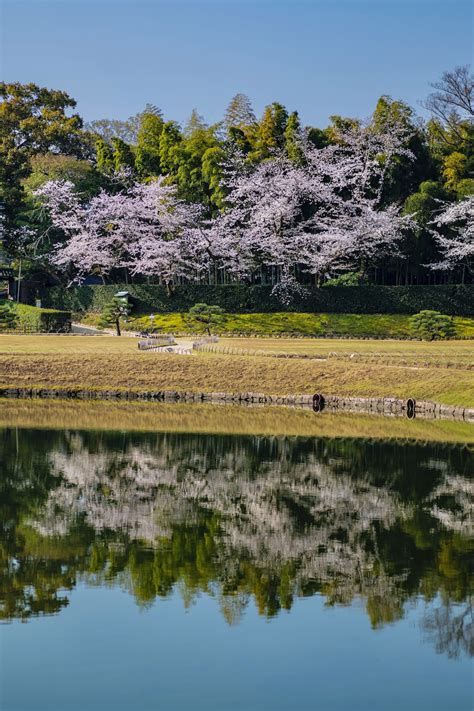Cherry Blossom Japan 的图像结果