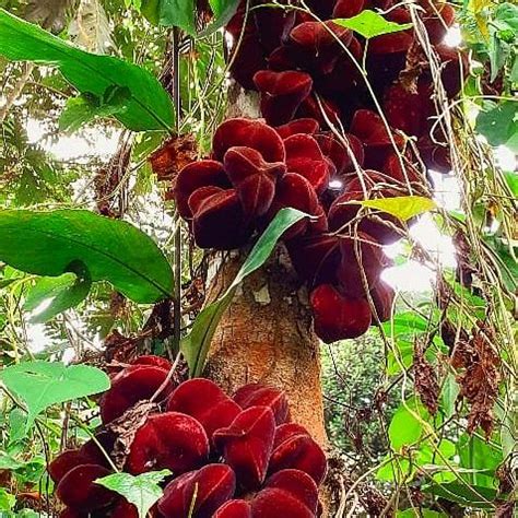 Chytranthus mannii Live Plant (Chytranthus mannii ) – veliyathgardens