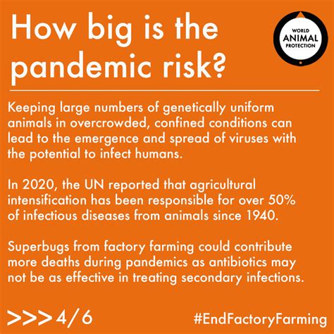 Superbugs are emerging on farms from antibiotic overuse