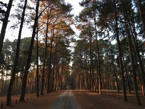Way in the pine tree forest. | Premium Photo