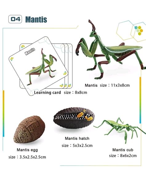 Life Cycle with cards: Praying Mantis - Little Buggers