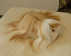 gabbie per cavie peruviane cavia porcellino d india gabbie per cavie peruviane cavia porcellino d india