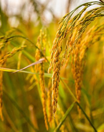 Maliseeds | Quality Hybrid & Crop Seeds Manufacturer in India