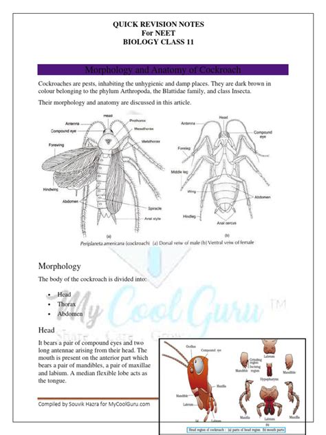 Image result for Cockroach Labeled