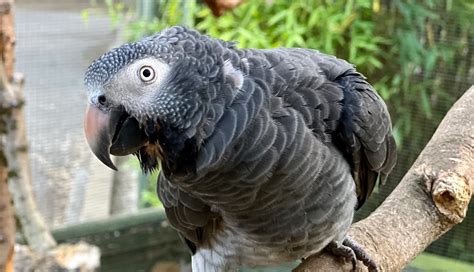 Timneh African Grey Parrot | Ultimate Birds Shop