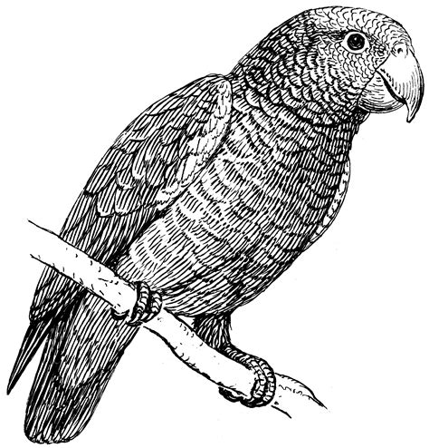 Image result for Parrot Line Drawing