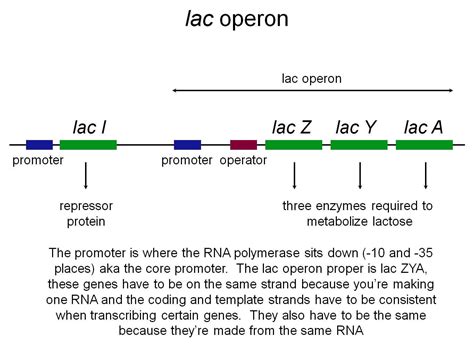 Image result for Lac Operon Components