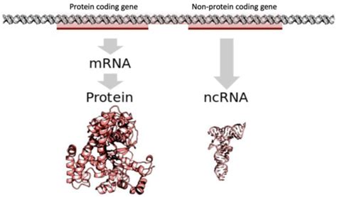 DNA Coding of Protien Tutorial 的图像结果