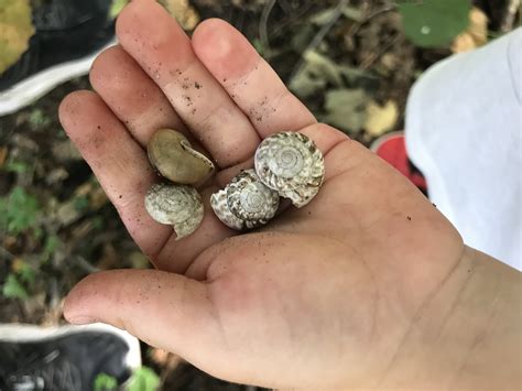 How to Use Nature's Compass 的图像结果