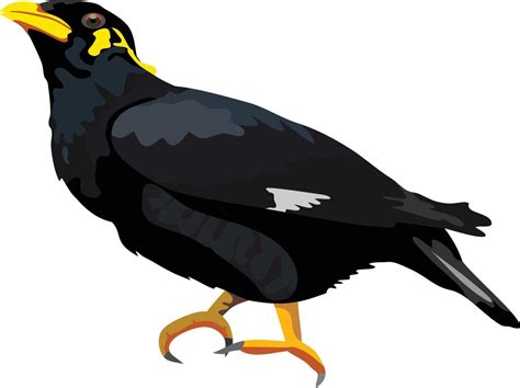 Image result for Maina Drawing