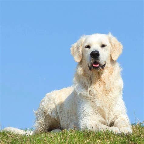 The Truth About English Cream (White) Golden Retrievers - PetHelpful