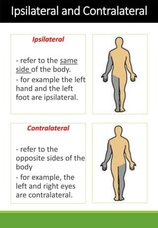 Image result for Contralateral Body Parts Example